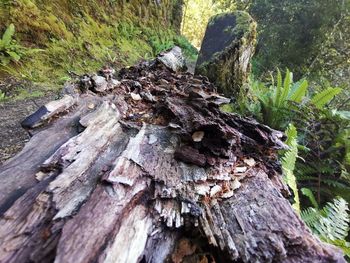 Close-up of tree trunk