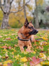 Close-up of dog on field