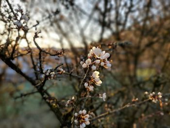 Close-up of white cherry blossom tree