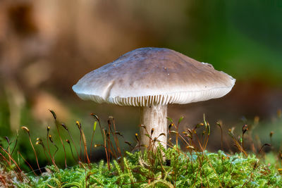 Side view of a single tricholoma in the blooming moss