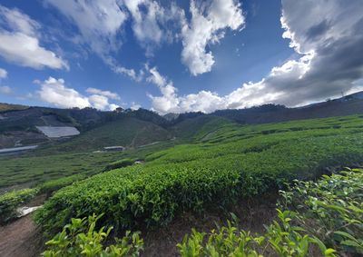 Tea plantation on mountain against cloudy sky