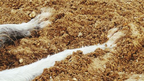 Cropped image of dog relaxing at beach