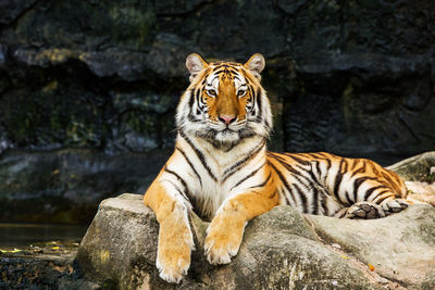 Cat relaxing on rock in zoo