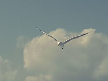 Low angle view of seagull flying in sky