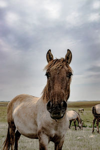 Horse on field against sky