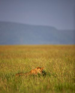 Scenic view of field against clear sky