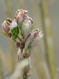 Close-up of flowering plant