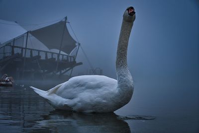 Swan swimming in lake