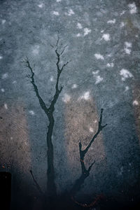 Silhouette bare tree against sky at night