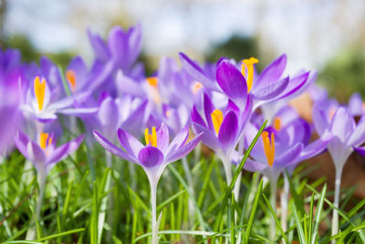 Close-up of purple crocus flowers on field