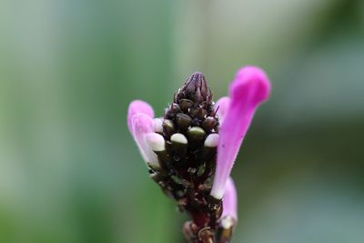 Close-up of pink flower buds