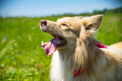 Close-up of a dog on field