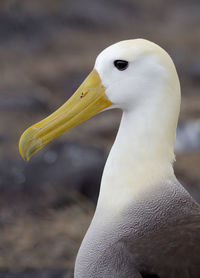 Close-up of bird