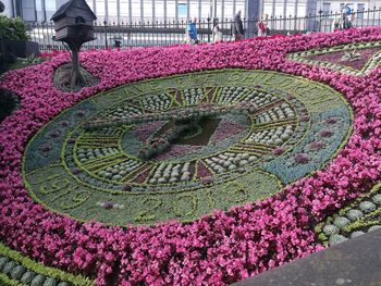 View of pink flowering plants in garden