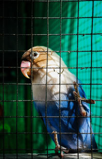 Close-up of bird perching in cage