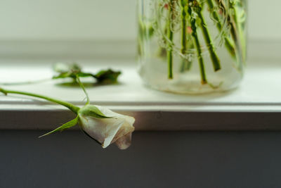 Close-up of green leaves on table