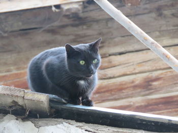 Portrait of black cat on wood