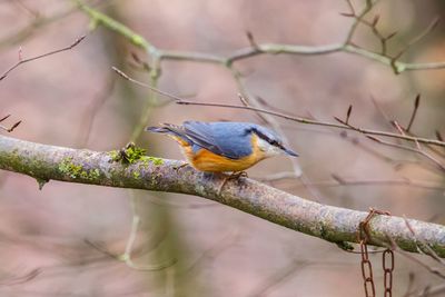 Close-up of bird perching on twig