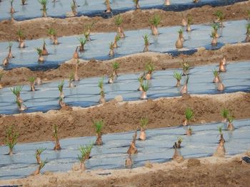 Full frame shot of plants growing at farm