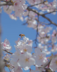 Close-up of white cherry blossom tree