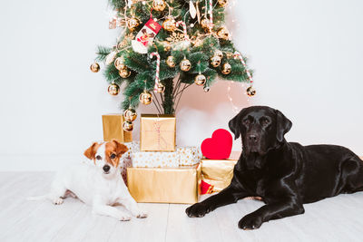 View of a dog with christmas tree