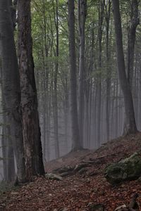 Trees in forest during autumn