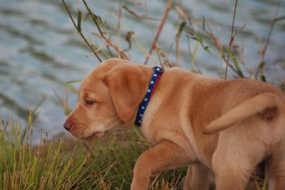 Side view of a dog on grass