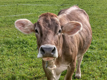 Portrait of cow on field