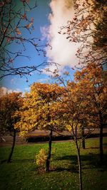 Trees growing on field against sky during autumn