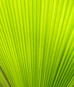 Full frame shot of palm leaf