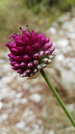 Close-up of purple flowers