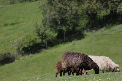 Sheep grazing in a field