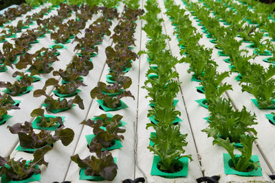 High angle view of plants growing in row
