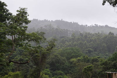 Scenic view of forest against sky