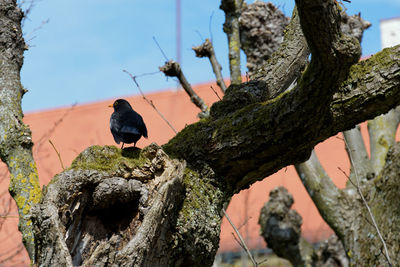 Close-up of bird perching on tree against sky