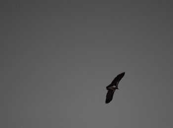 Low angle view of bird flying over white background