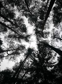 Low angle view of trees in forest