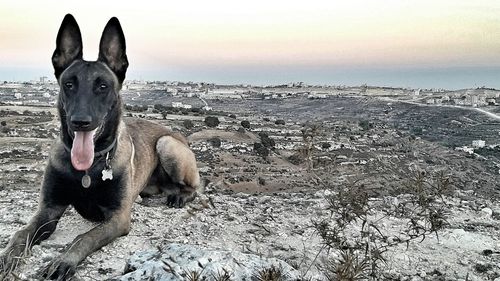 Dog on beach