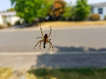 Close-up of spider