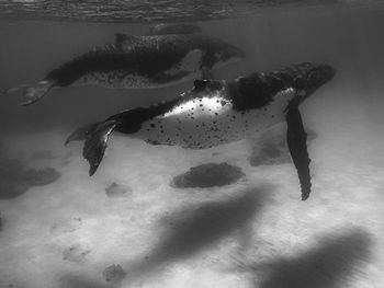 High angle view of fish swimming in sea