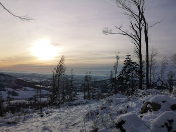 Snow covered plants against sky during sunset