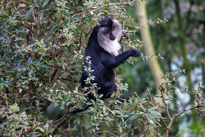 Monkey on tree in forest