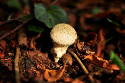 Close-up of mushrooms