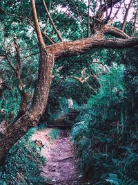 View of trees in forest