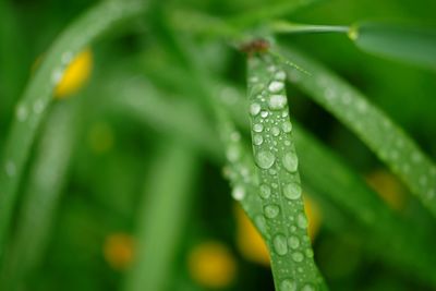 Close-up of water drops on leaf