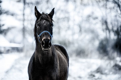 Close-up of a horse