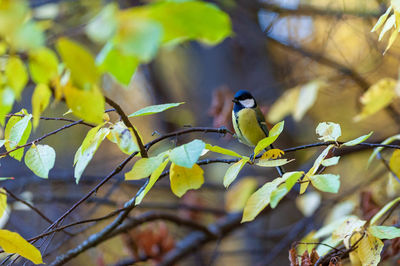 Great tit on a perch