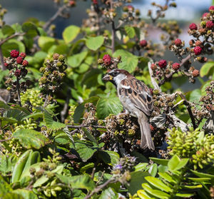 View of bird on plant