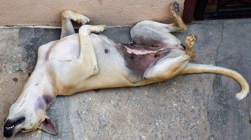 Dog lying on ground