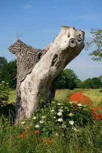 View of tree trunk against sky